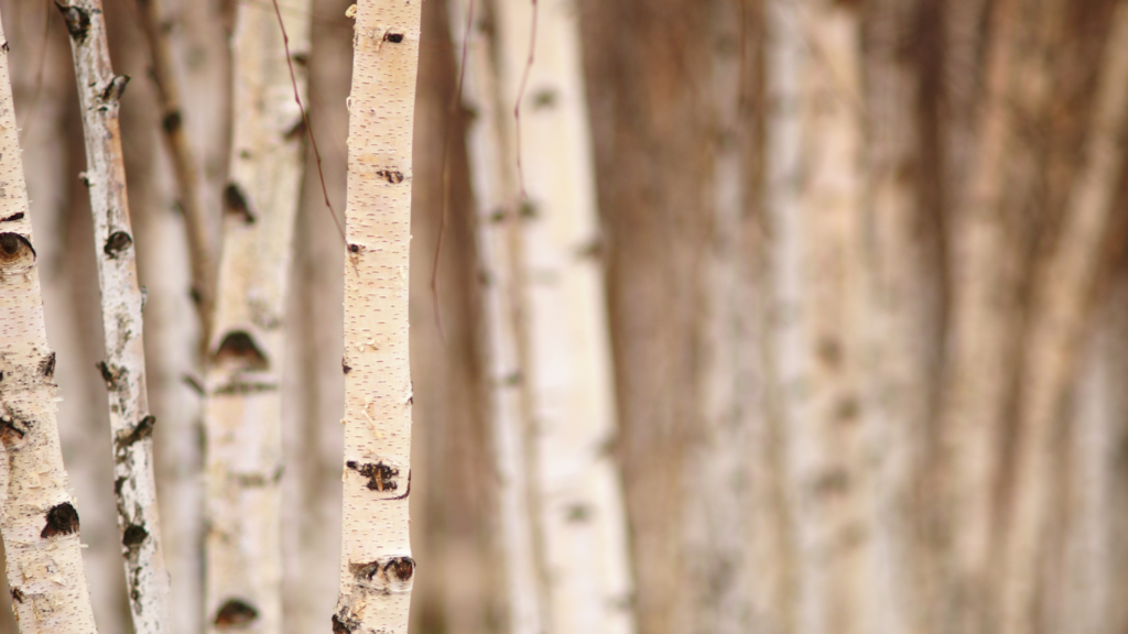 Birch trees standing tall in a forest, symbolizing balance, upright posture, and spinal alignment