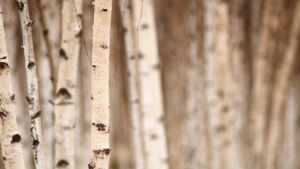 Birch trees standing tall in a forest, symbolizing balance, upright posture, and spinal alignment