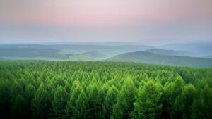 A peaceful forest landscape with a low mountain range in the background, symbolizing balance and natural vitality.