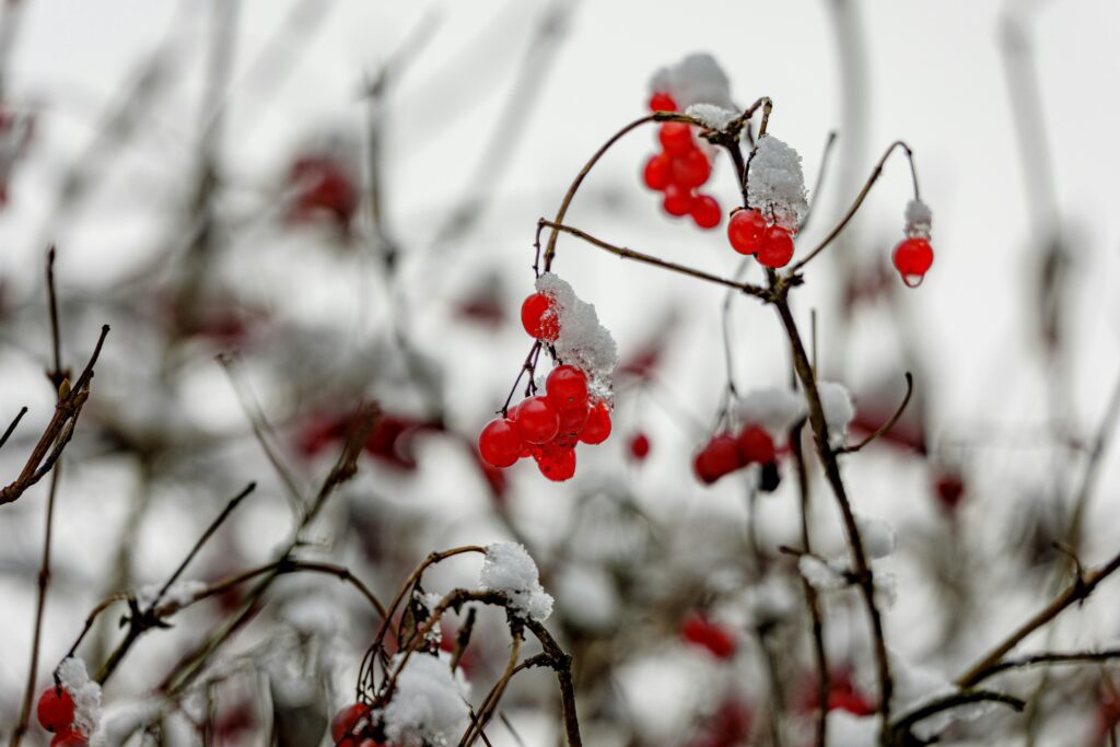 Snowy winter harvest scene reflecting the seasonal nutrition winter reset approach to eating