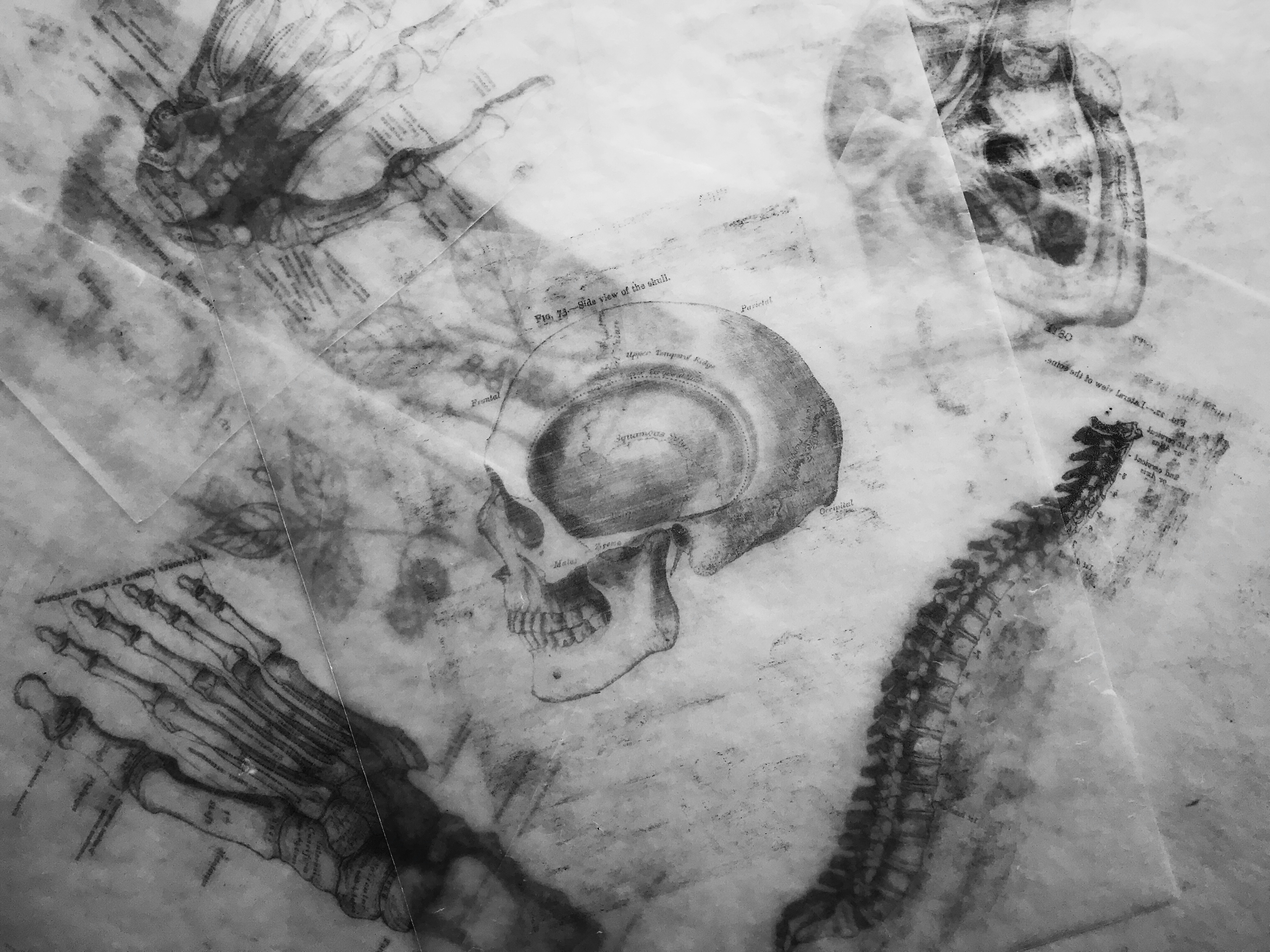 Layered vintage anatomical illustrations of the skull, spine, hand, and foot bones